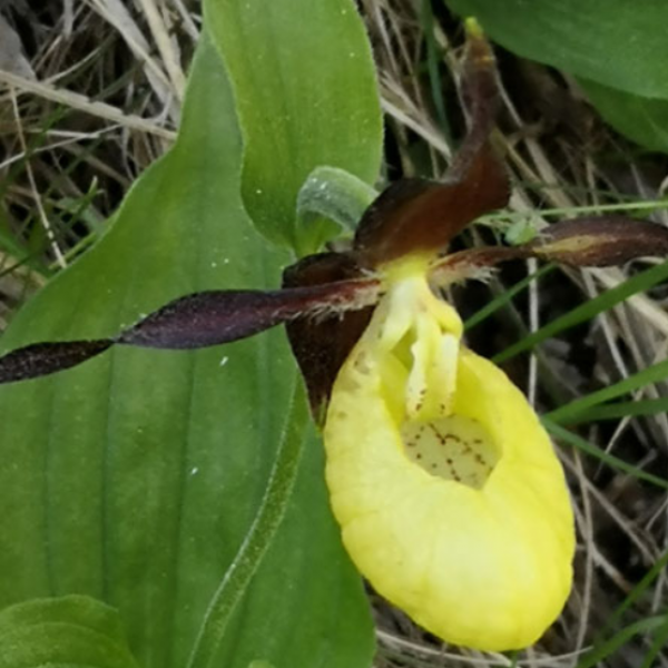 Cypripedium calceolus
